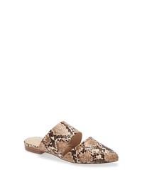 Coconuts by Matisse Shay Mule