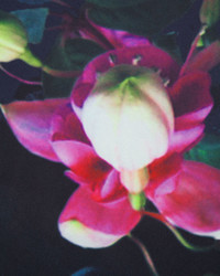 Ted Baker Fushiaa Fuchsia Floral Split Silk Scarf