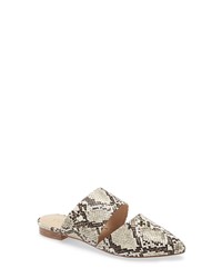 Coconuts by Matisse Shay Mule